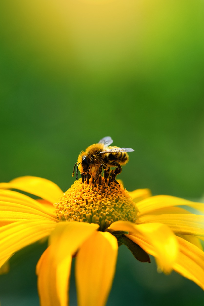 Včela a květina